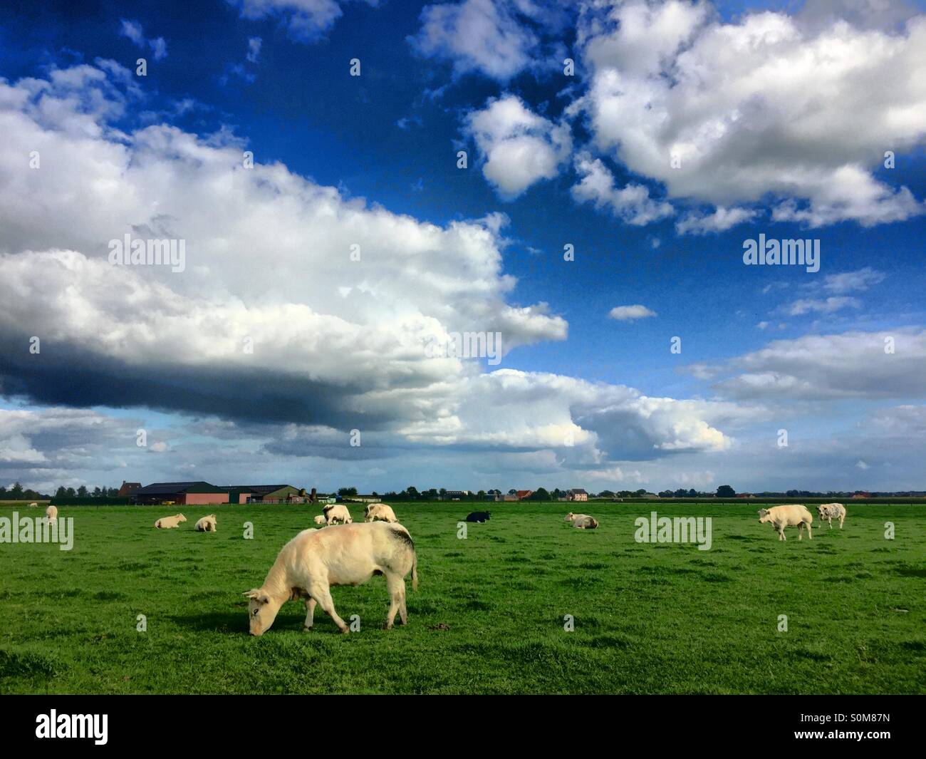 Bétail blanc paissant dans un pré vert sous un ciel bleu nuageux, près d'Amsterdam, Pays-Bas - Image de stock capturée avec un smartphone
