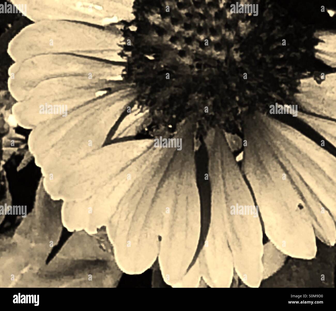 Photo en noir et blanc de daisy/fleur. Banque D'Images