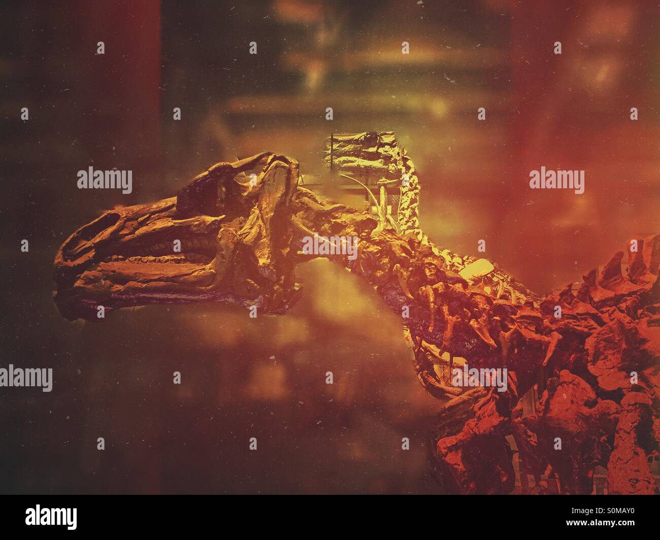 Des squelettes de dinosaure iguanodon exposition - Image de stock capturée avec un smartphone