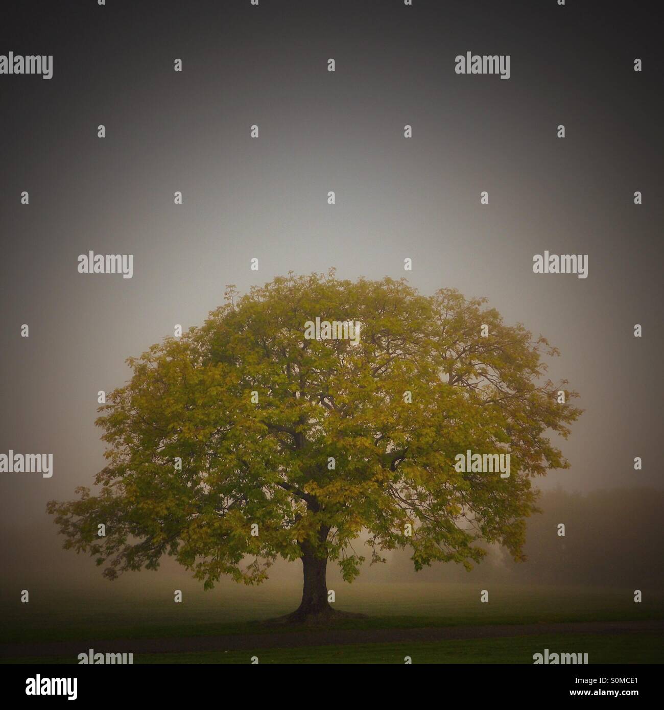 Arbre sur la brume - Image de stock capturée avec un smartphone