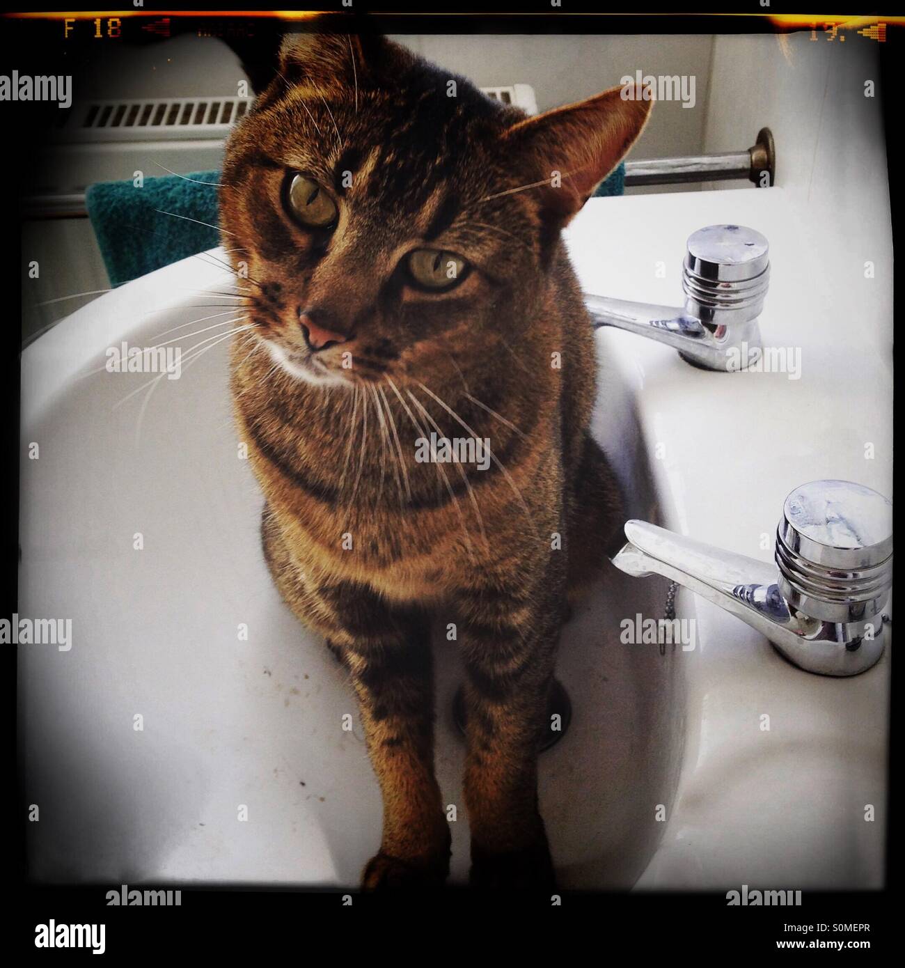 En colère à la séance de chat dans un lavabo à l'appareil photo - Image de stock capturée avec un smartphone