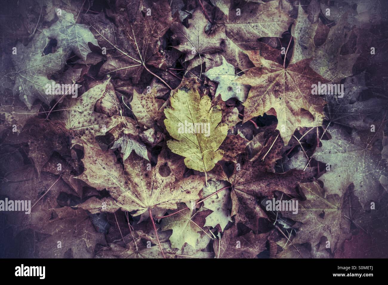 Une seule feuille de jaunissement établit entre autres sèche et les feuilles en décomposition avec un effet grunge. Banque D'Images