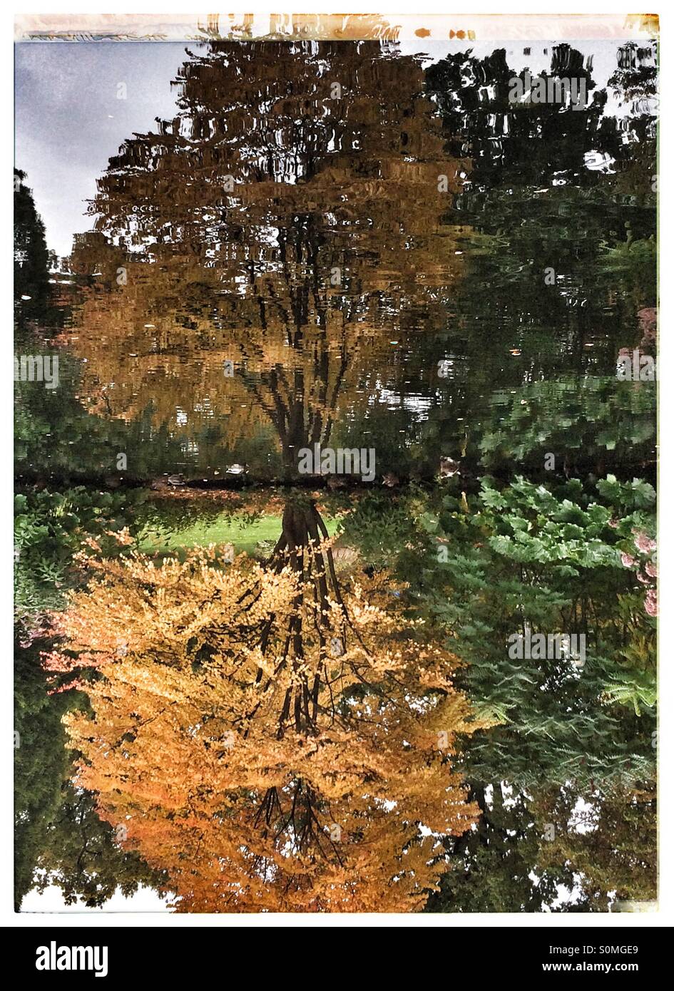 Arbre avec feuilles de refléter dans un étang Banque D'Images