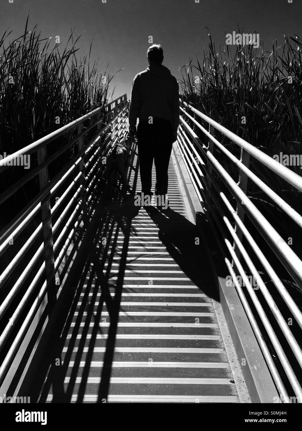 L'homme et son chien en promenade Banque D'Images