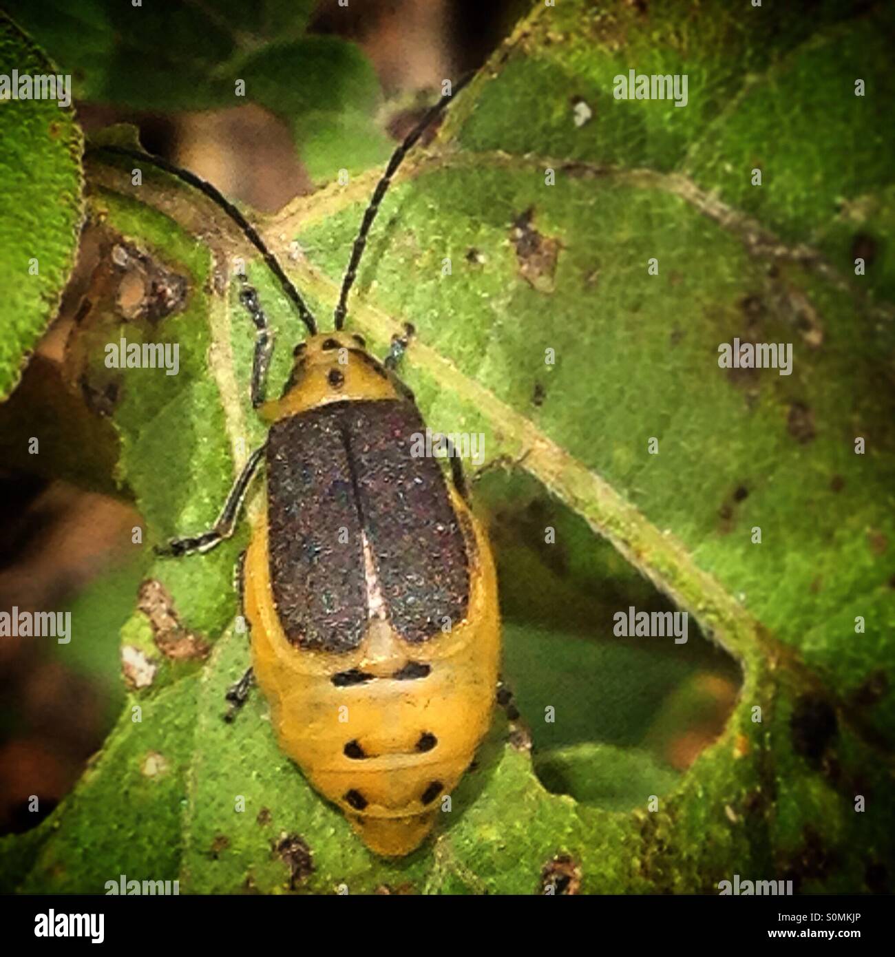 Un bug perchs jaune sur une plante de l'époque médiévale, Peña de Bernal, Ezequiel Montes. Queretaro, Mexique Banque D'Images
