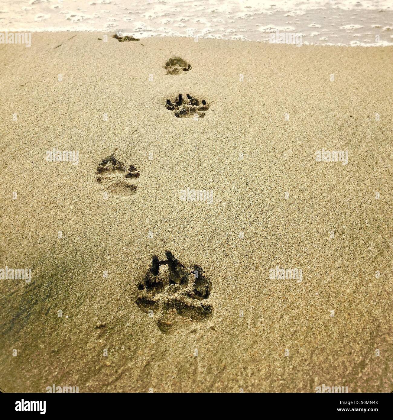 Empreintes de pattes de chien dans le sable menant à l'océan. Banque D'Images