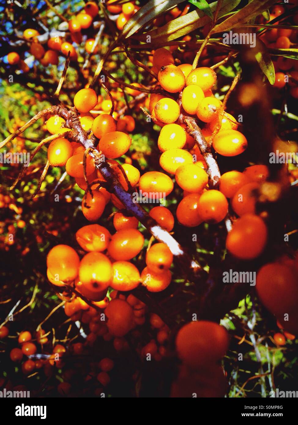 Petits fruits orange de l'argousier (Hippophae) à l'automne à proximité de la mer Baltique Banque D'Images