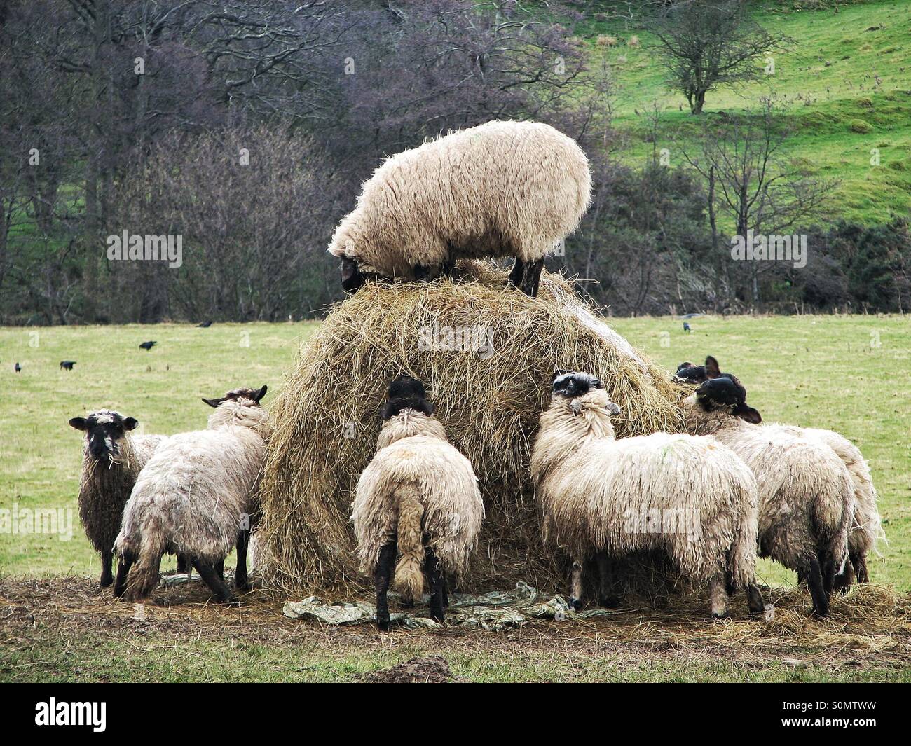 Un troupeau de moutons affamés jurer autour d'une grande caution de foin. Un mouton monte en haut d'une caution de foin que d'autres l'entourent. Le roi du château. Banque D'Images