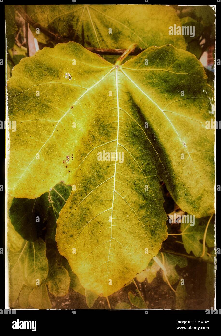 Feuille de vigne - Image de stock capturée avec un smartphone
