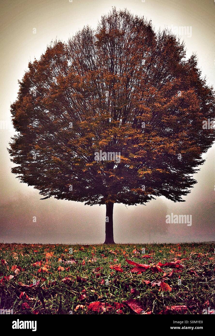 Arbre dans la brume dans Utumn Banque D'Images