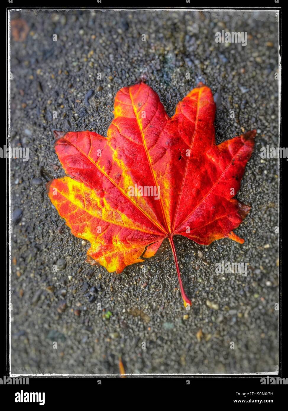 La feuille rouge à l'automne Banque D'Images