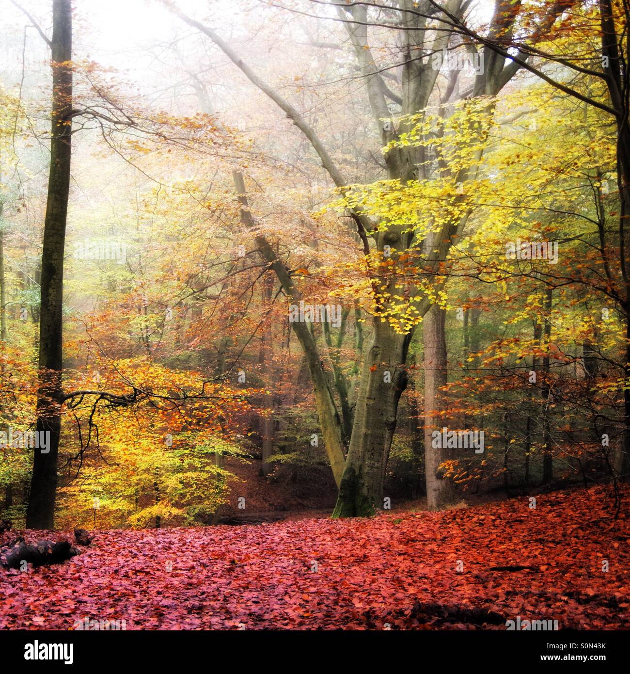 Couleurs d'automne dans le bois de hêtre Banque D'Images