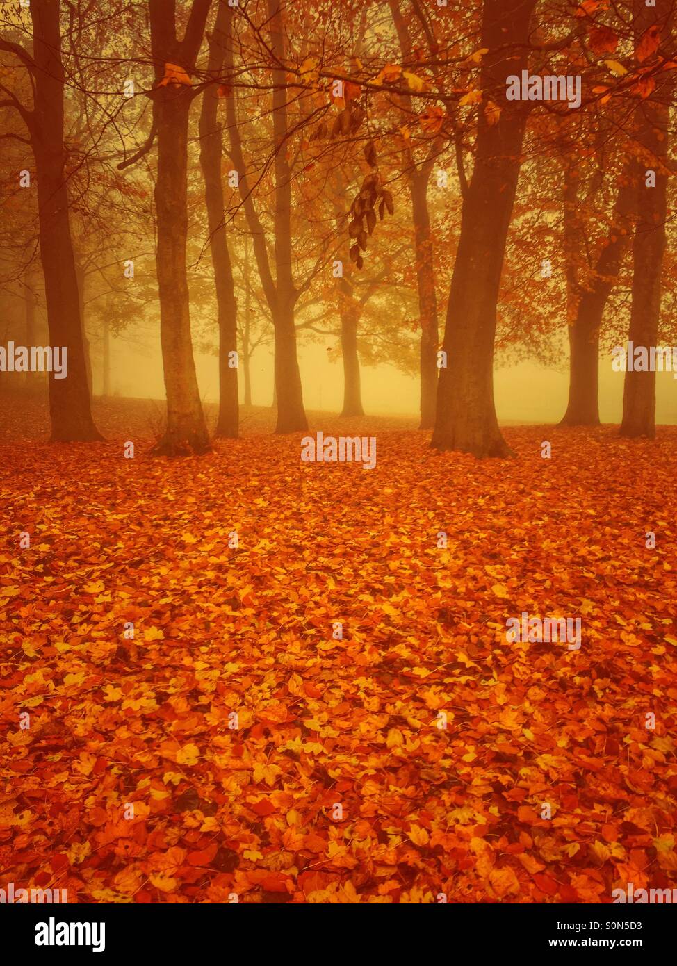Tomber les feuilles d'automne dans la forêt Banque D'Images