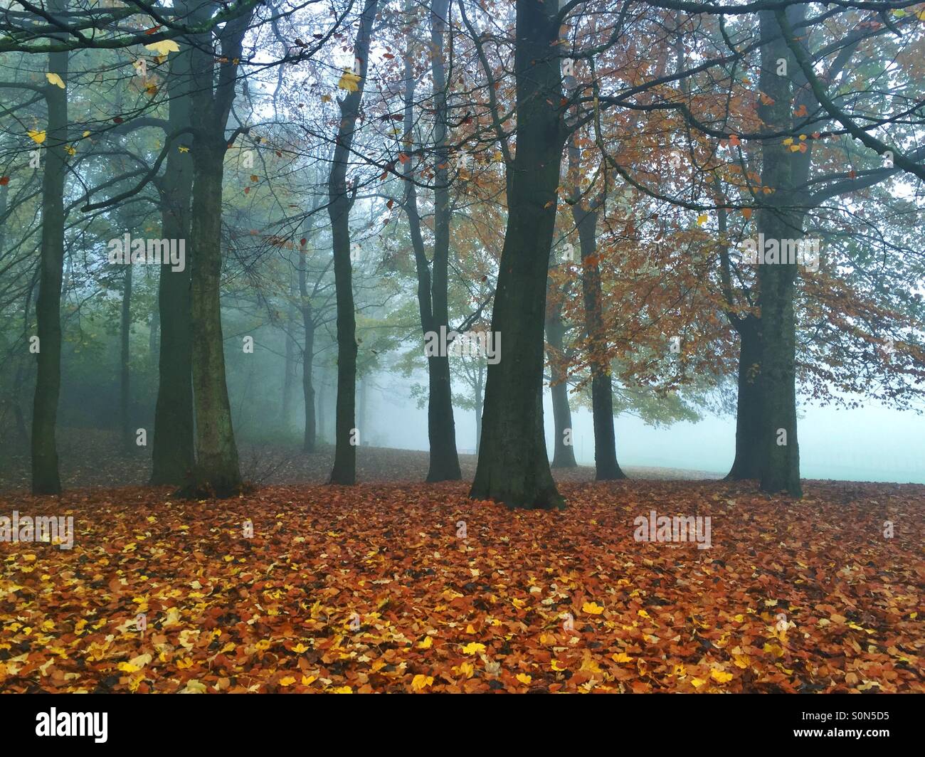 Les feuilles tombées dans la forêt Banque D'Images