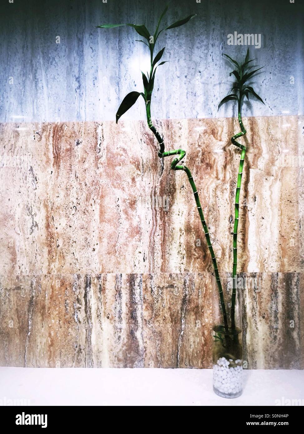 Les plantes de bambou dans un vase Banque D'Images