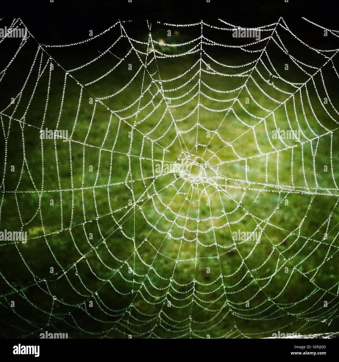 Spider's Web couvert de perles d'eau après le brouillard matinal. Banque D'Images