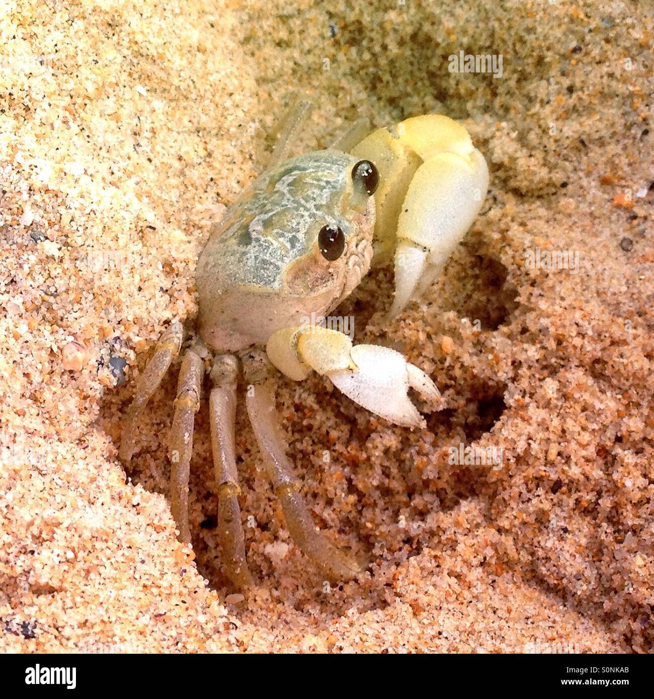 Petit crabe dans le sable Banque D'Images