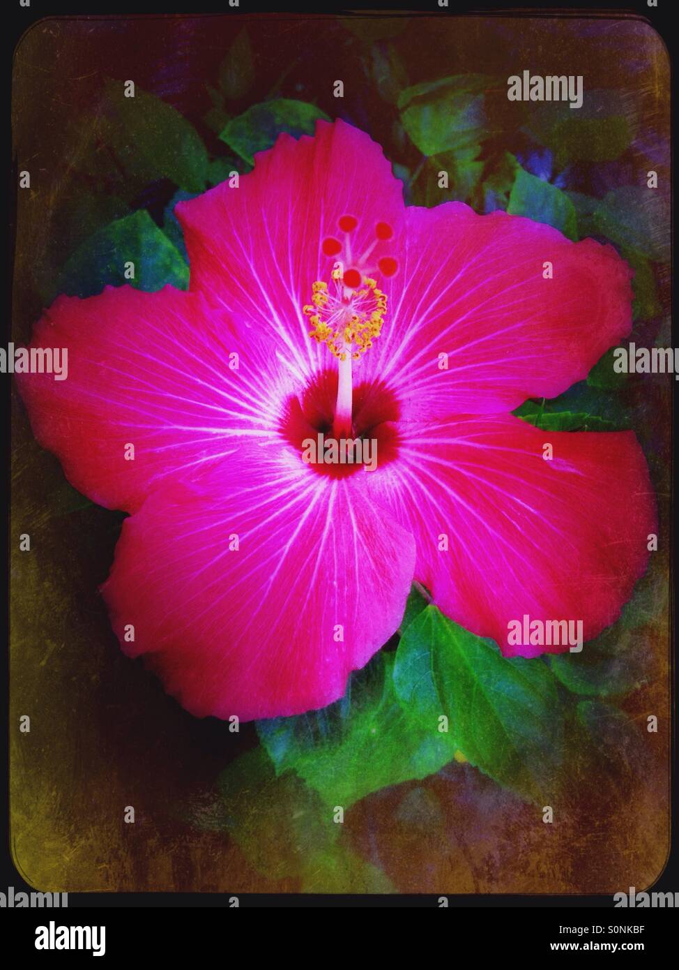 Fleur d'hibiscus rose Banque D'Images