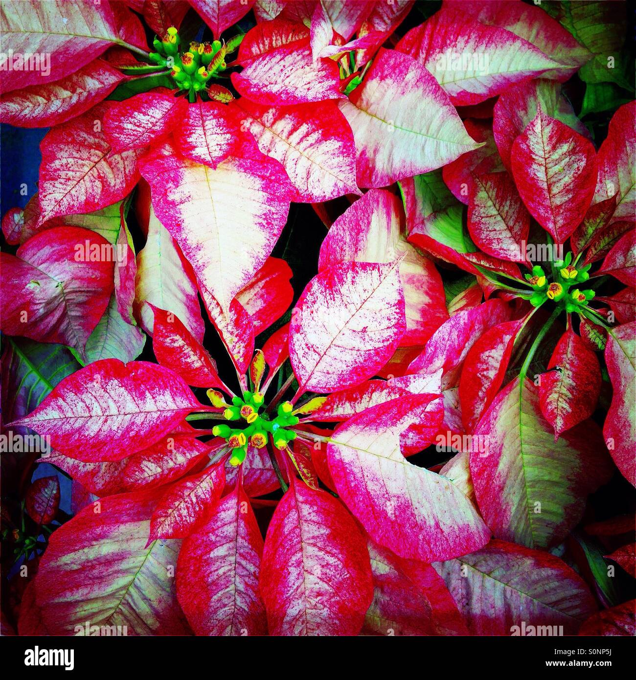 Poinsettia rose et blanc - Image de stock capturée avec un smartphone