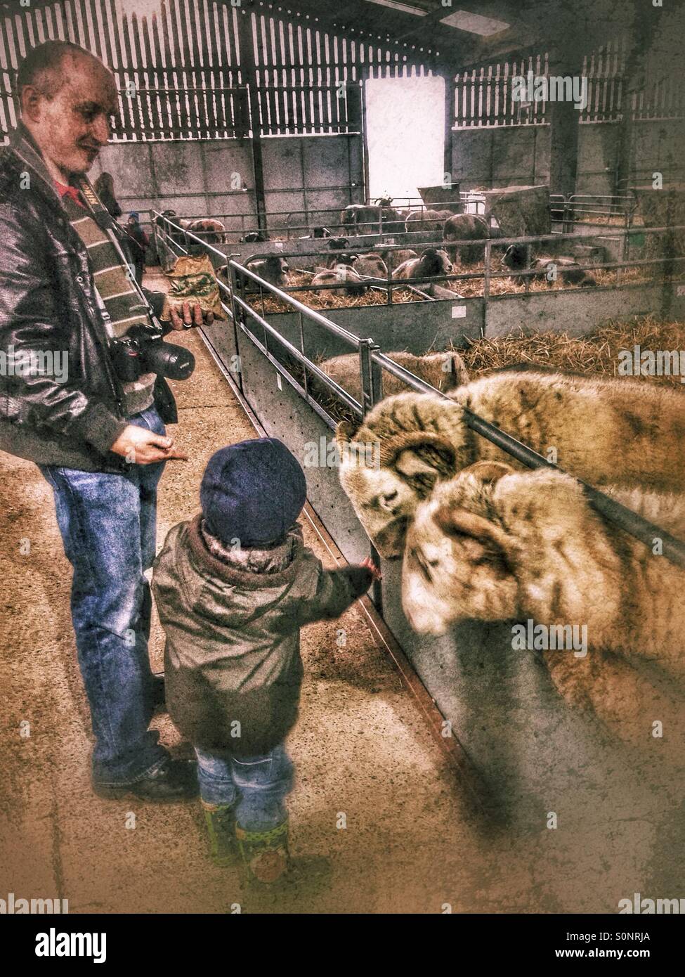 Père d'un jeune fils nourrir mouton à la ferme. - Image de stock capturée avec un smartphone