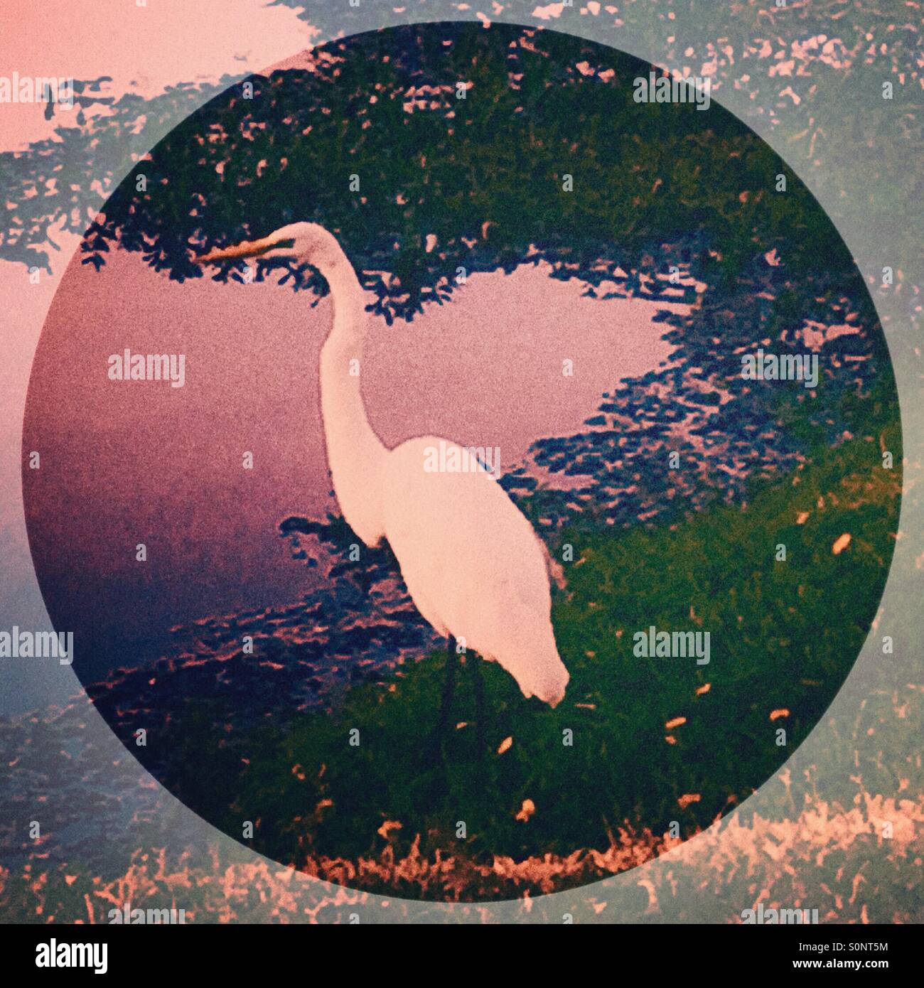 Aigrette blanche sur un étang dans un mode japonais. - Image de stock capturée avec un smartphone