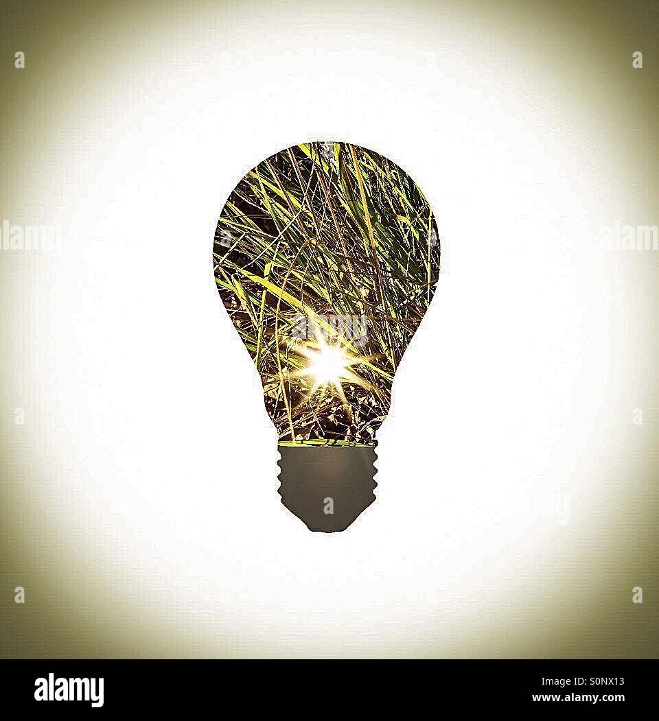 Symbole de l'énergie durable. Image emblématique combinant le soleil, des éléments naturels à l'intérieur d'une ampoule à incandescence. Futur, futuriste, moins de GES, durabilité. Énergie verte. Réaffecté Banque D'Images
