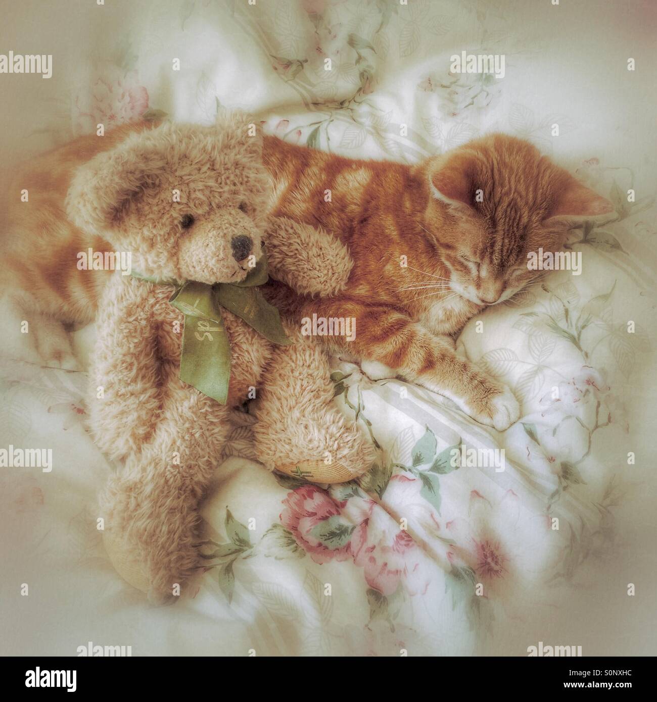 "Moi et mon ami' - Ginger Cat et Teddy sur quilt - Image de stock capturée avec un smartphone