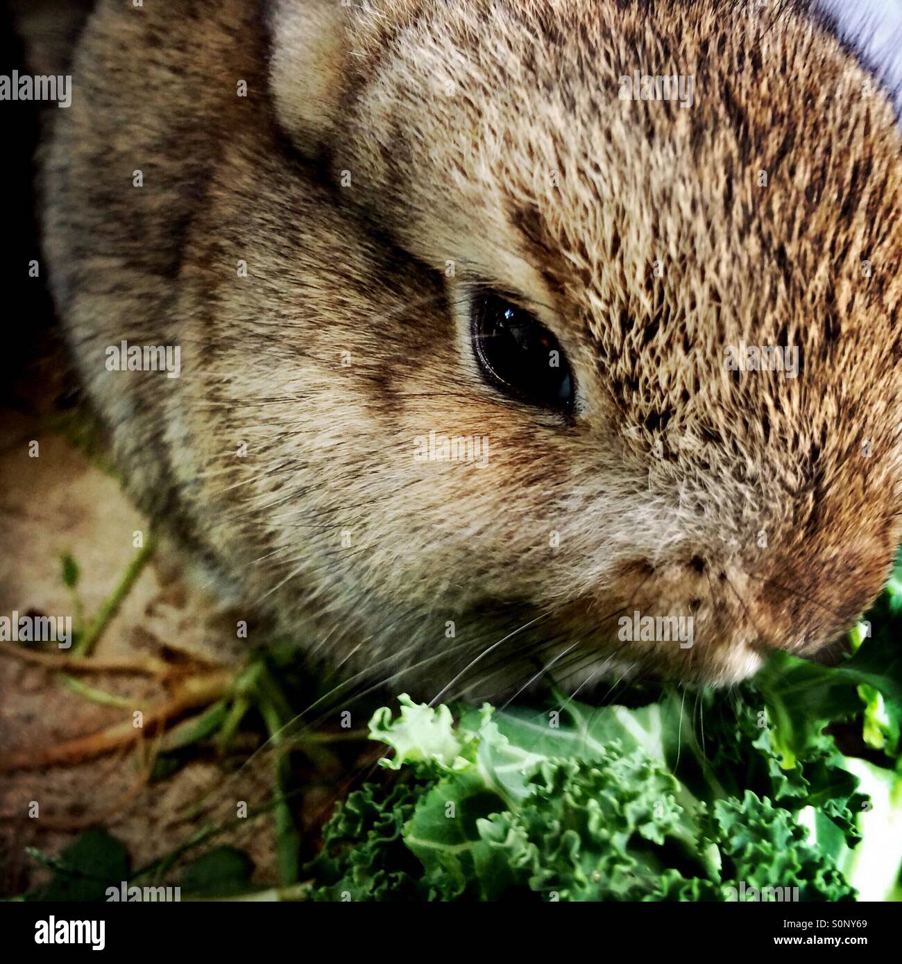 Un bébé lapin mange le chou frisé. Banque D'Images
