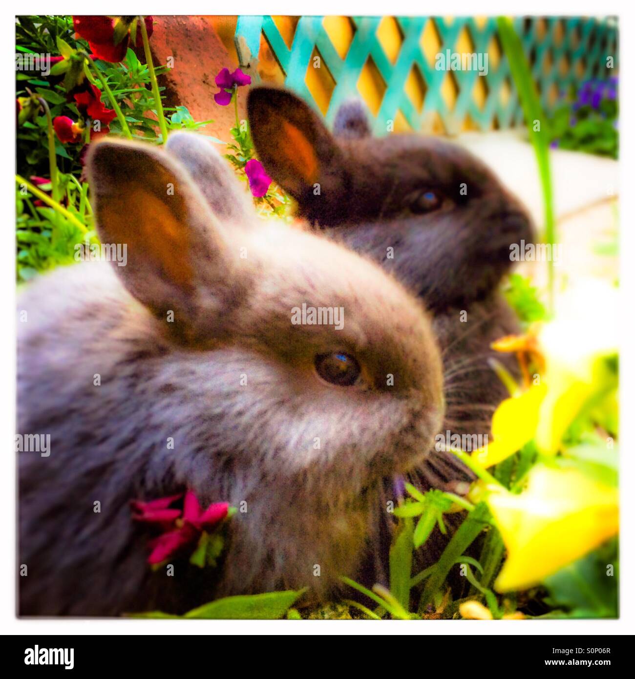 Bébés lapins assis ensemble dans les fleurs du printemps. Banque D'Images
