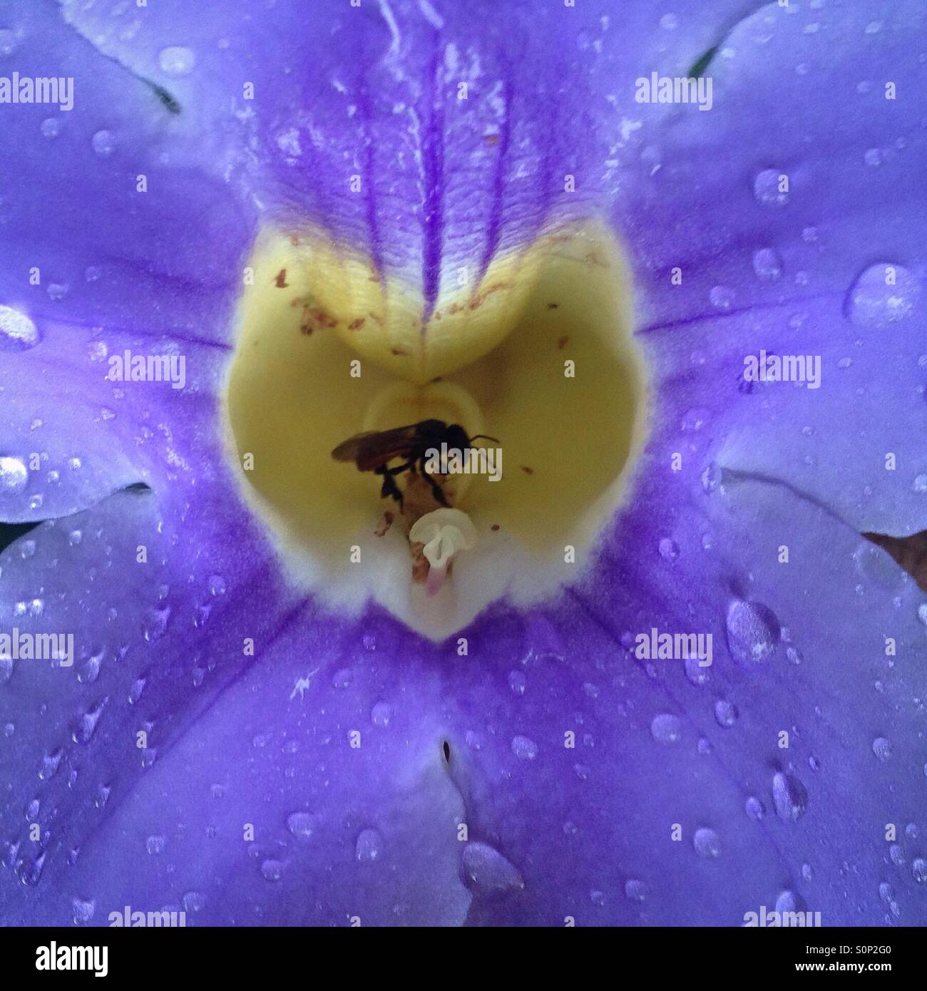 Un melipona abeilles sans dard décore une fleur dans Paradise Inn Resort, Cristo Rey, San Ignacio, Cayo, Belize Banque D'Images