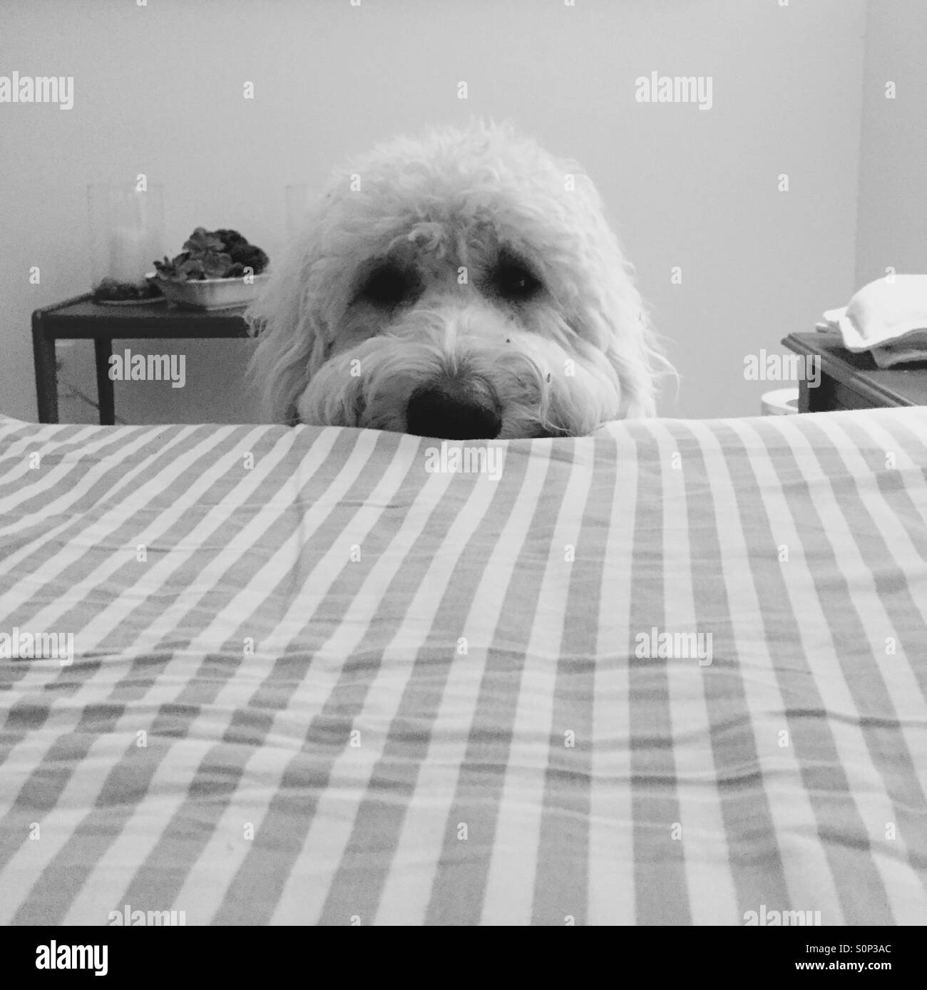 Un chien blanc labradoodle repose sa tête sur le lit n. Banque D'Images
