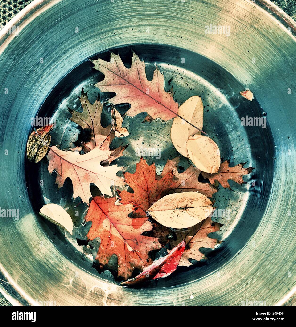 L'eau du chien bol avec les feuilles d'automne Banque D'Images
