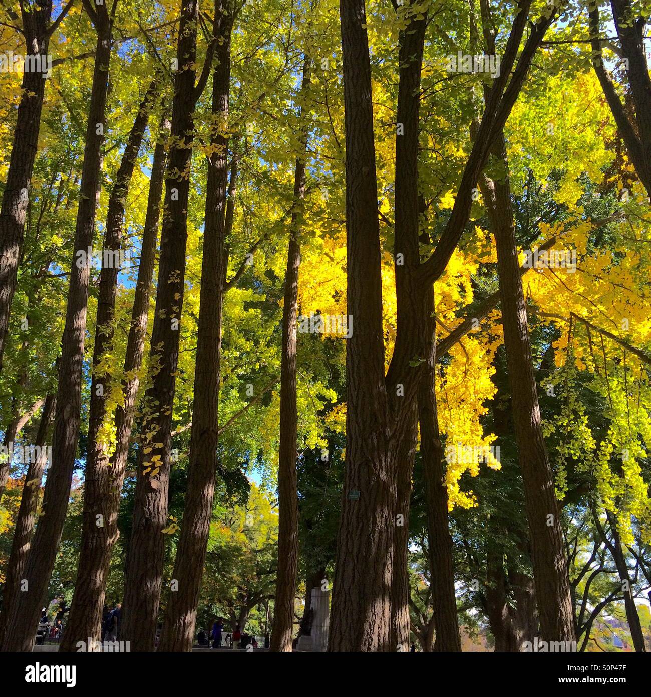 Ginko arbres, fort greene park Banque D'Images