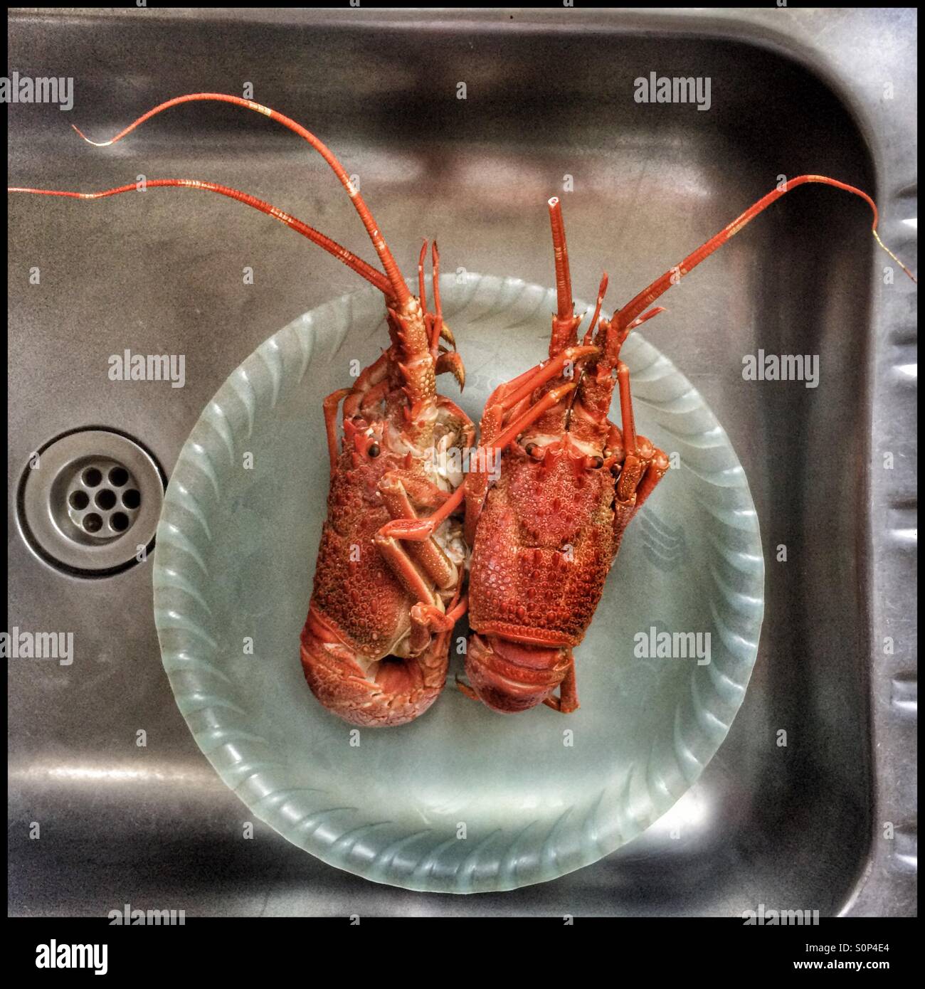 Les langoustes du Cap cuits sur la cuvette de dégivrage en bassin. - Image de stock capturée avec un smartphone