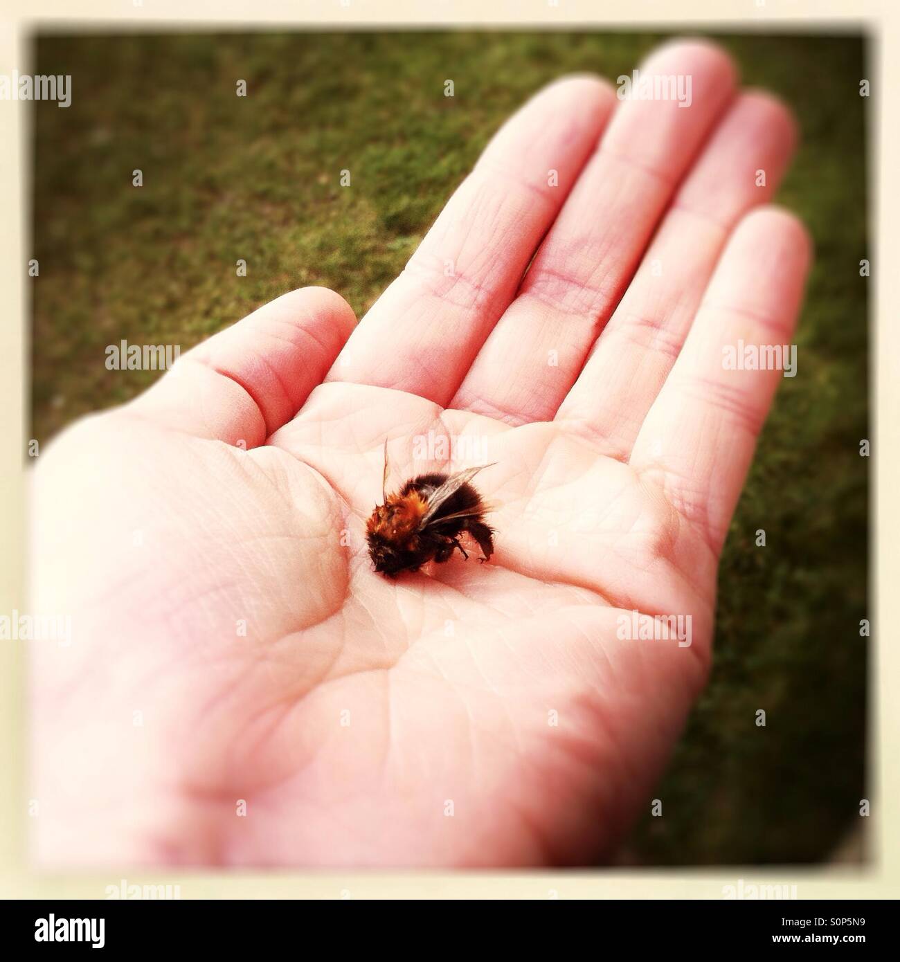 Une abeille dans la main - Image de stock capturée avec un smartphone