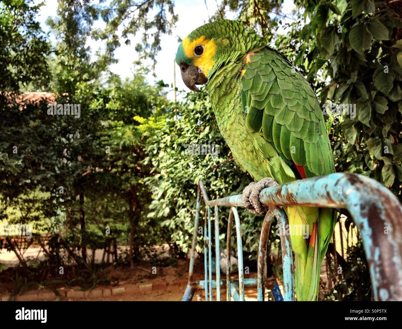 Birds of paraguay Banque de photographies et d'images à haute résolution -  Alamy