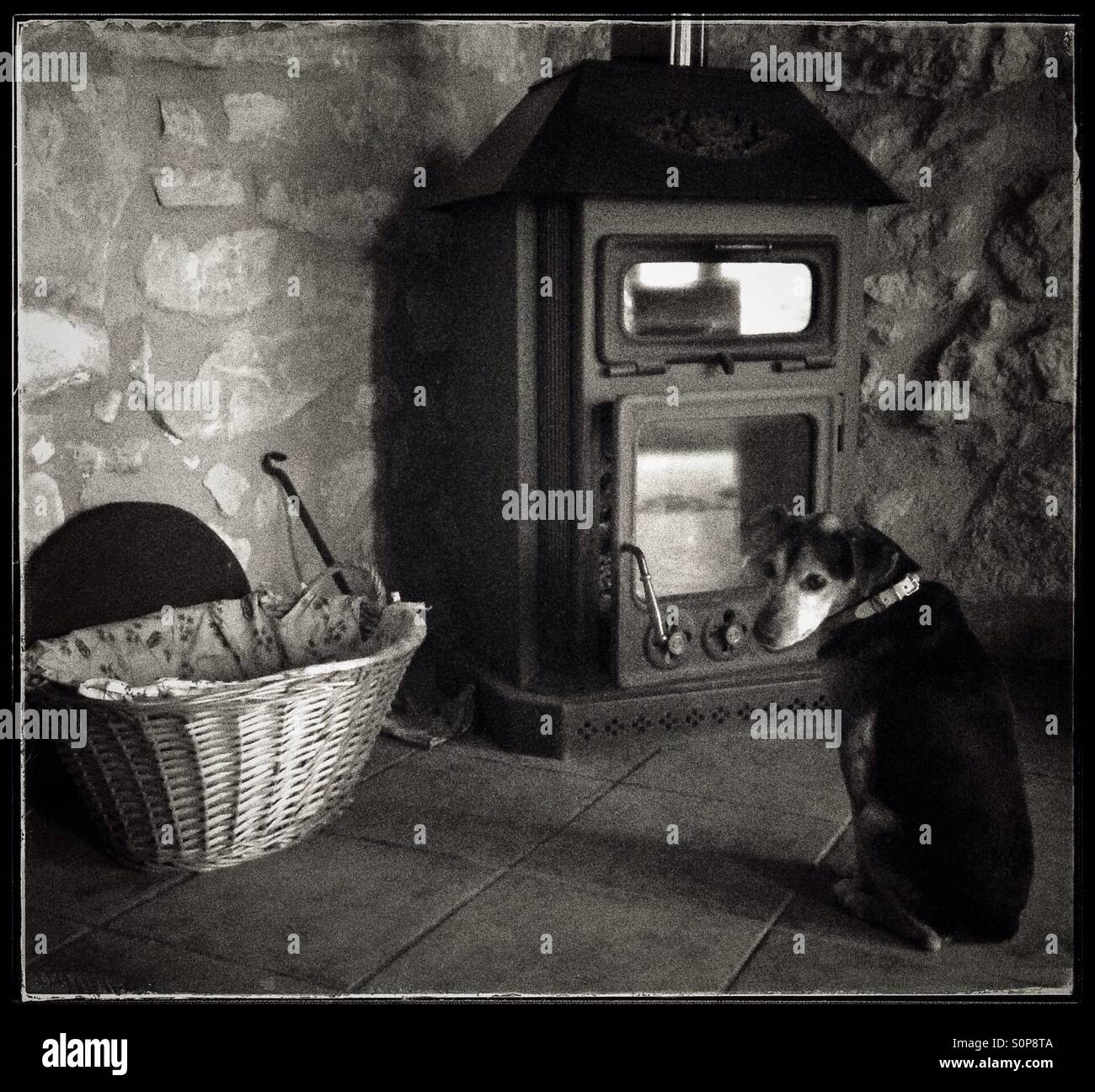 Jack Russell Terrier en attendant le feu de bois d'être allumé. Banque D'Images