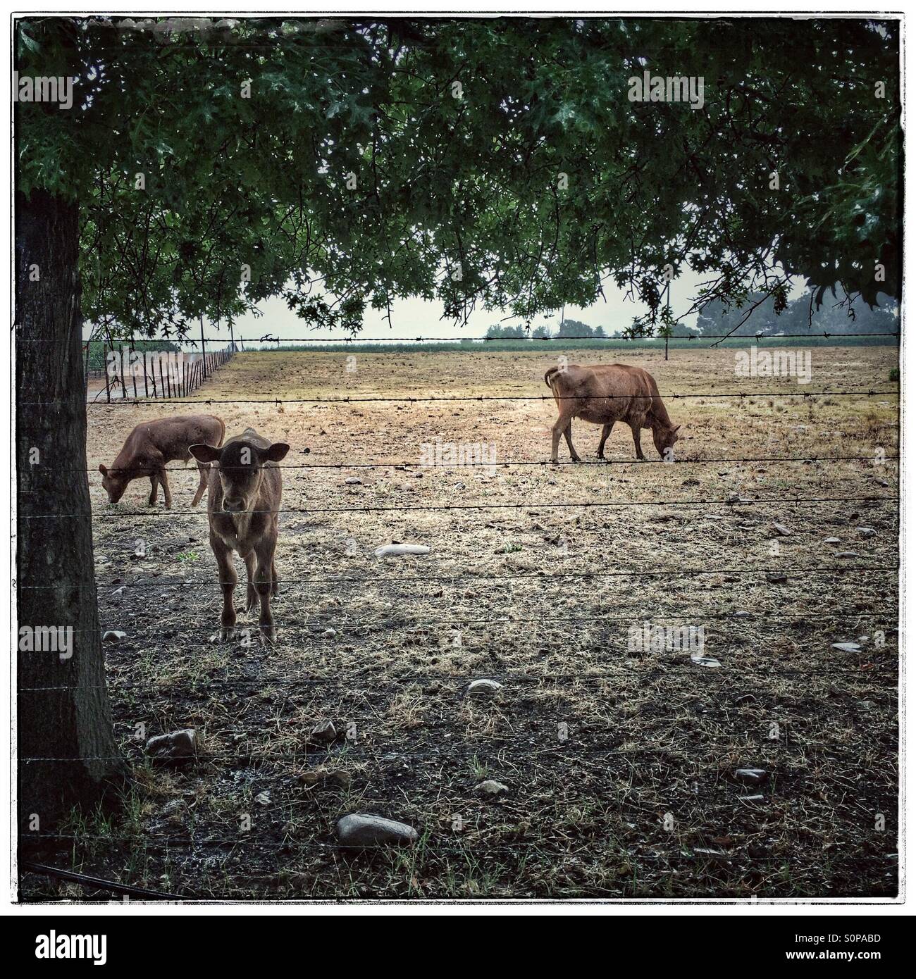 Vaches dans le camp sur farm dans l'ouest de la Province du Cap, Afrique du Sud. - Image de stock capturée avec un smartphone