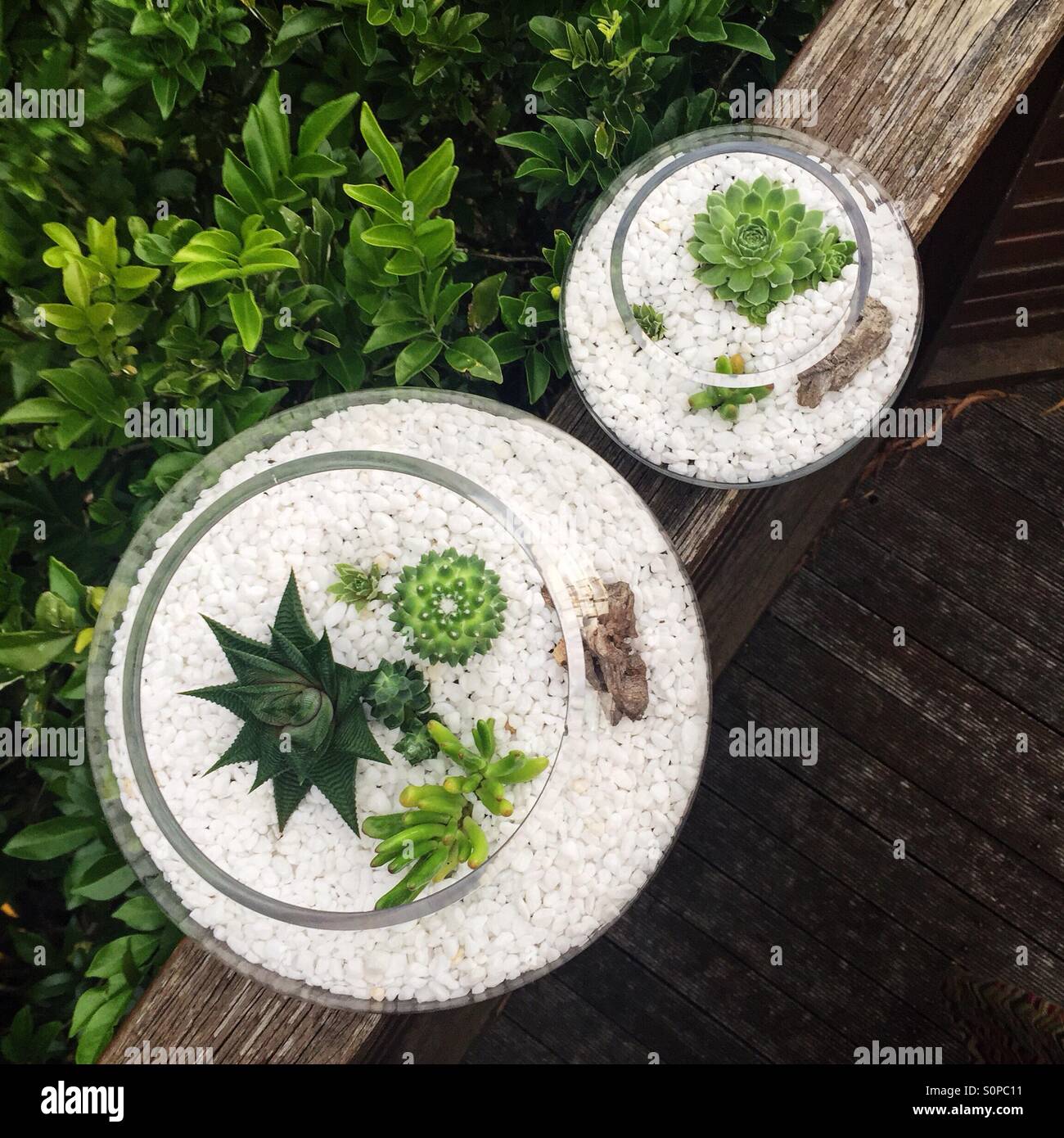 Dans les paysages miniatures série de deux gcterrariums avec cactus et succulentes Banque D'Images