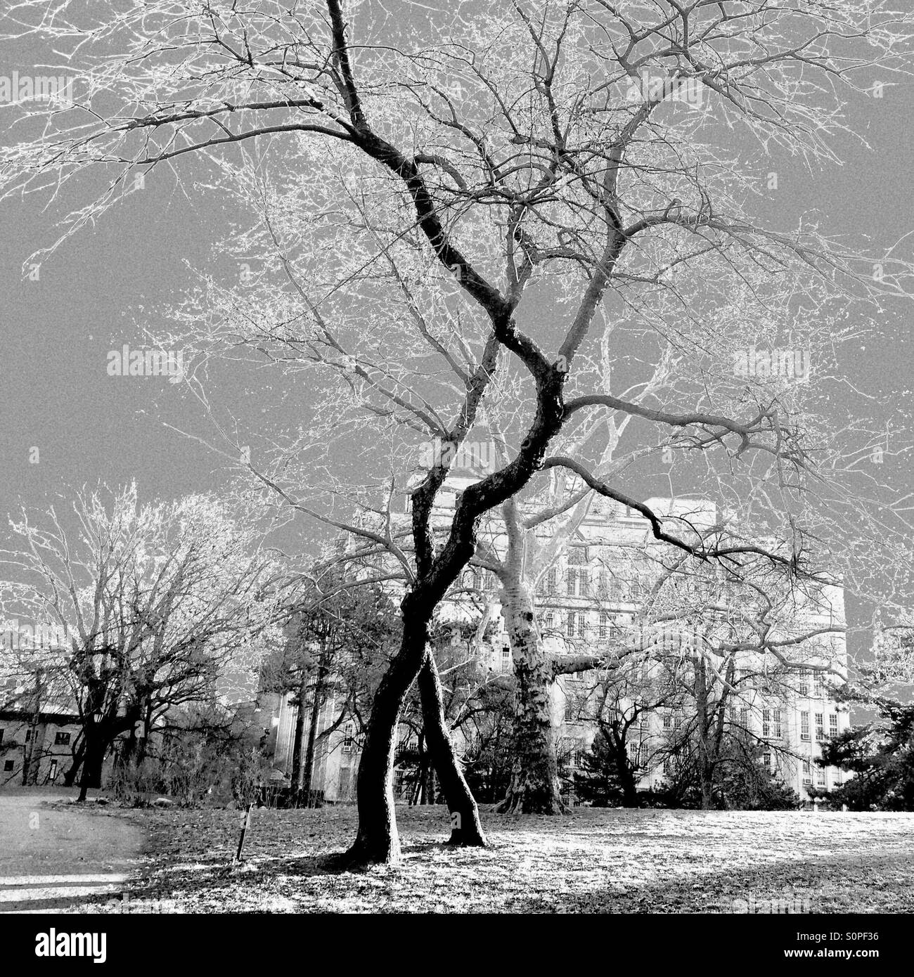 La danse des arbres. fort greene Park, Brooklyn, NY Banque D'Images