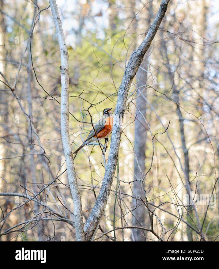 Un Robin à l'état sauvage/North Alabama/fb Banque D'Images