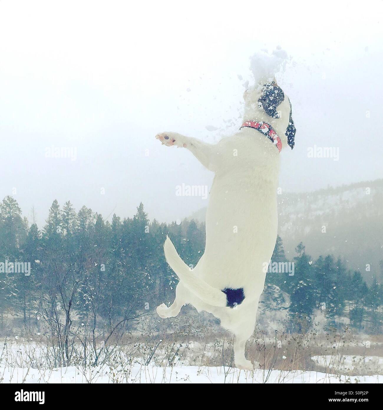 Jack Russell Terrier chien jouant dans la neige à l'extérieur, le saut jusqu'à attraper une balle de neige. - Image de stock capturée avec un smartphone