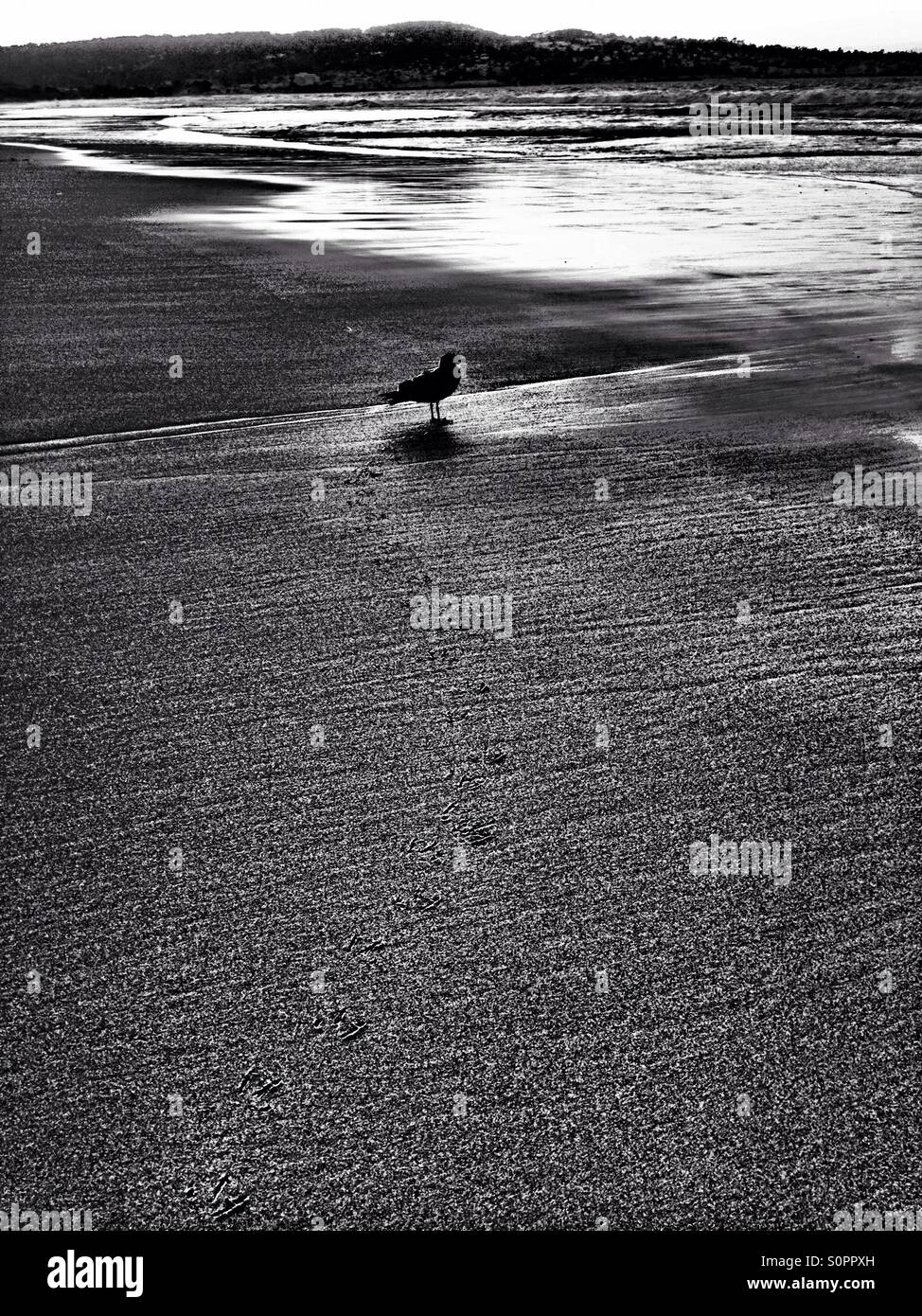 Mouette sur la plage de l'océan unique en noir et blanc - Image de stock capturée avec un smartphone