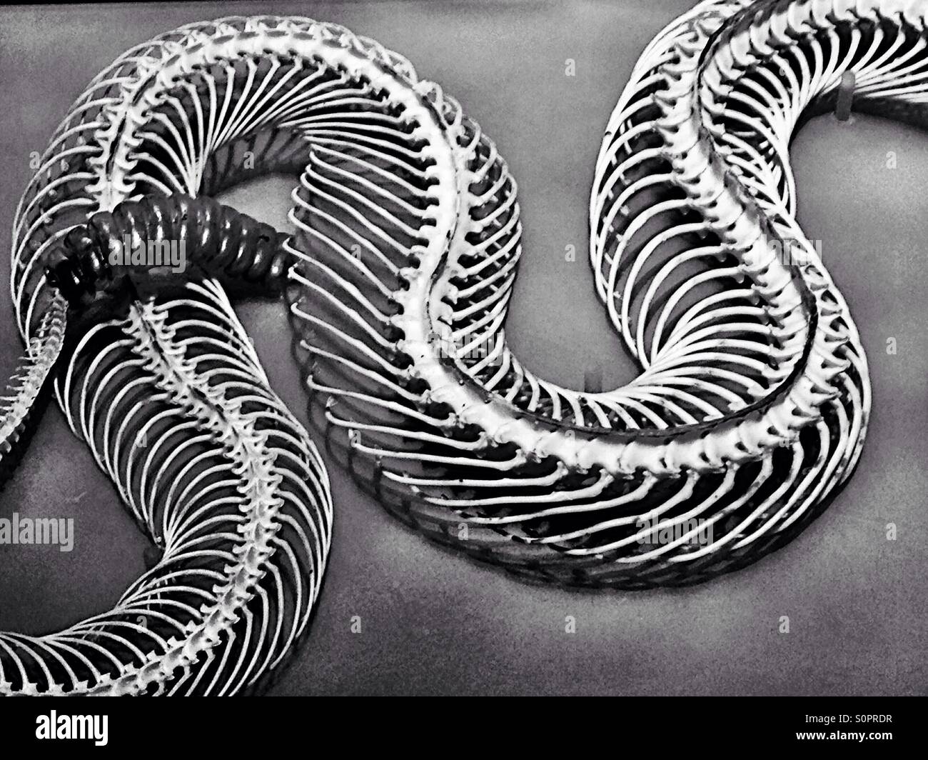 Squelette de serpent à sonnettes en noir et blanc Banque D'Images