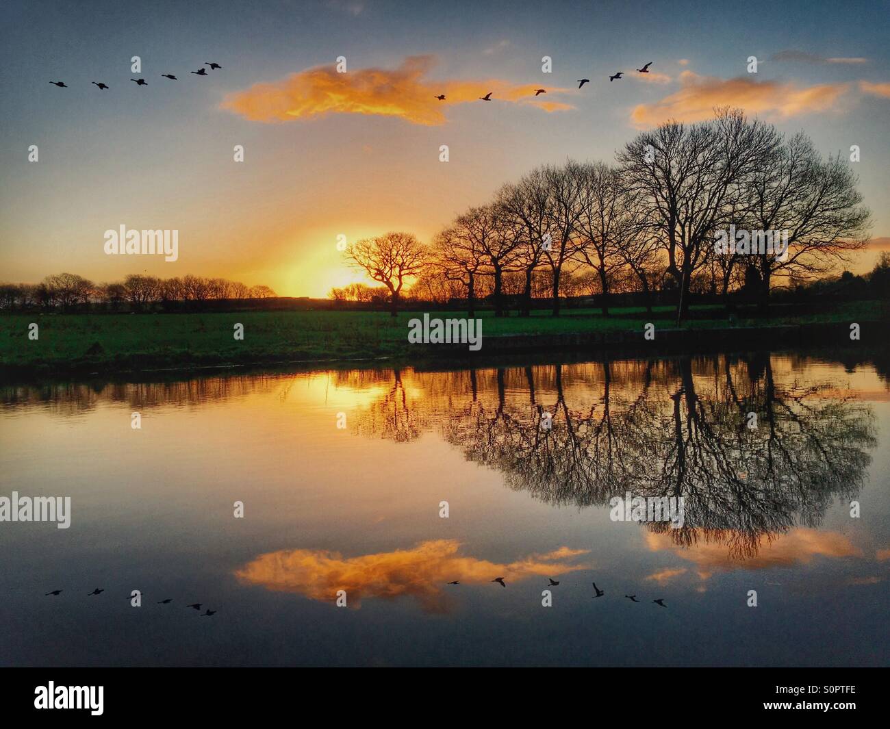 Vol d'oies au cours de Leeds et Liverpool canal au lever du soleil Banque D'Images