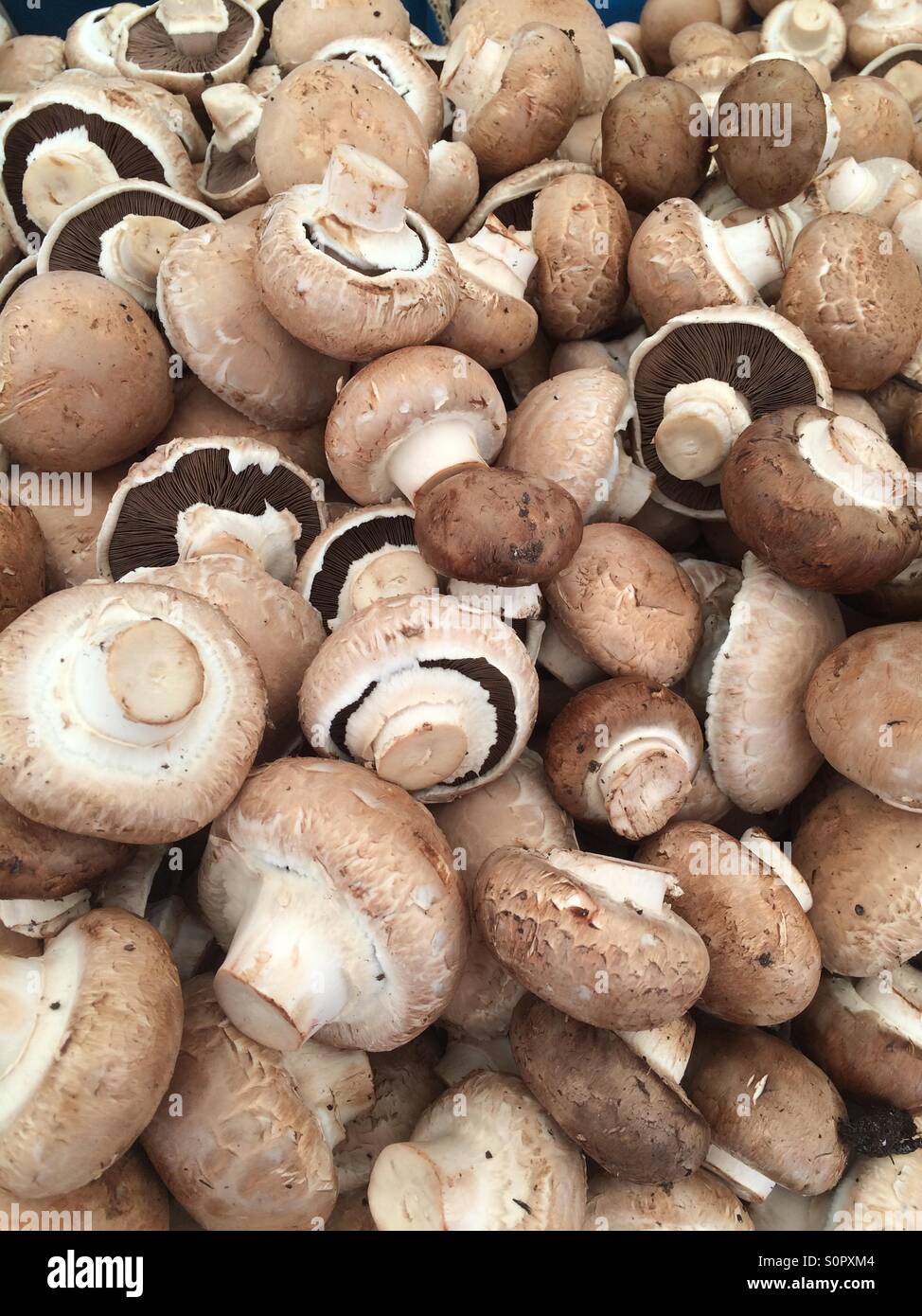 Les champignons bruns suisses au marché Banque D'Images