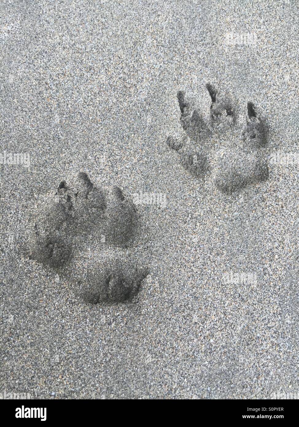 Empreintes de pattes de chien dans le sable Banque D'Images