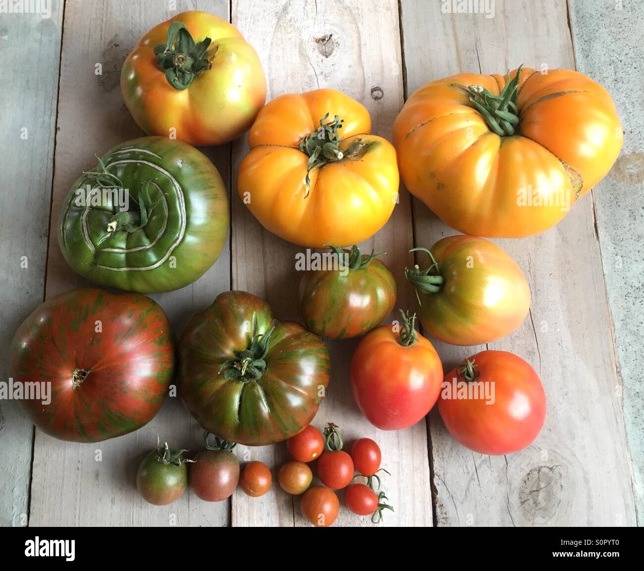 Variétés de tomates Heirloom récolte fraîche Banque D'Images