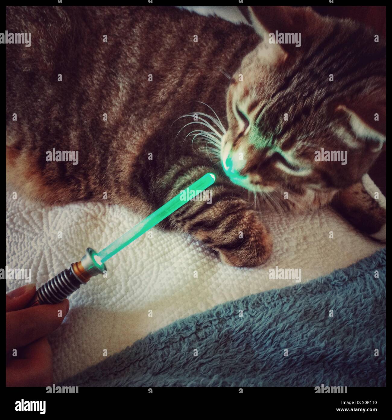 L'inspection de chat jouet sabre laser . - Image de stock capturée avec un smartphone