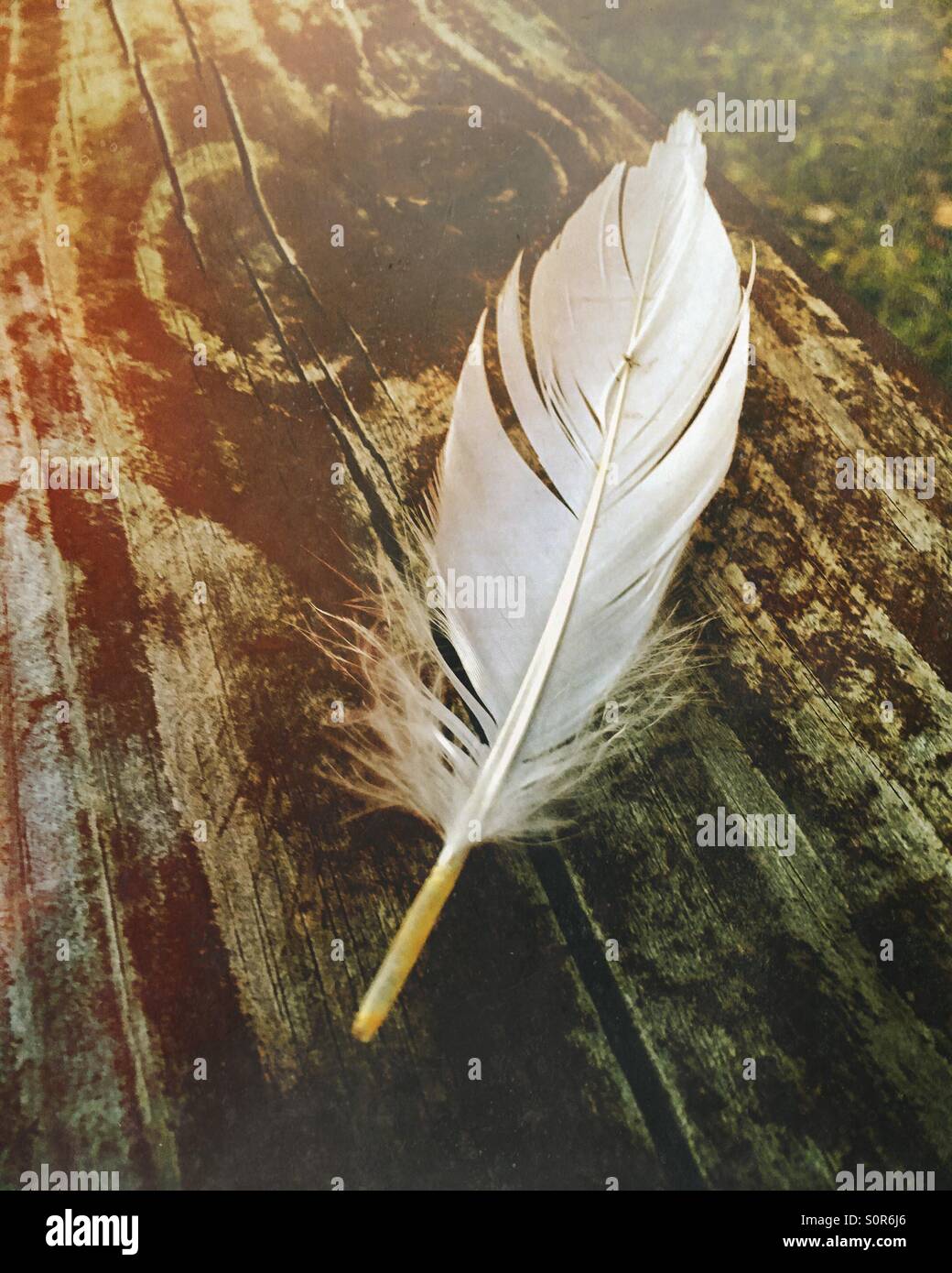 Plume blanche sur fond de grain de bois. - Image de stock capturée avec un smartphone
